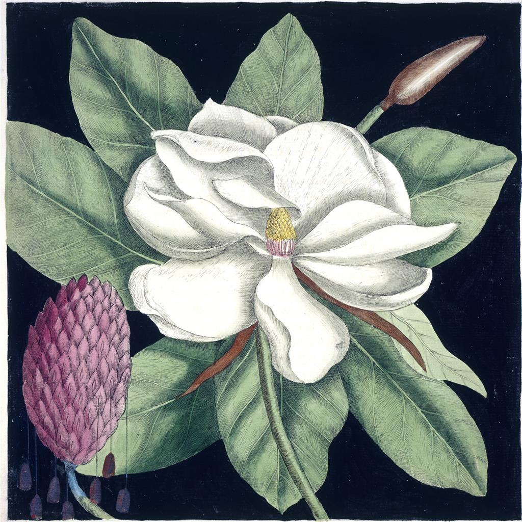 Hortus Europae Americanus cover image